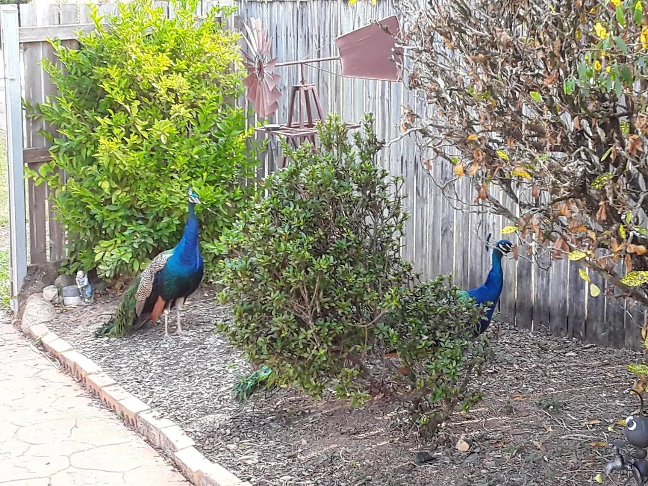 **  The Peacocks Nest Bed & Breakfast Edmonton Australia